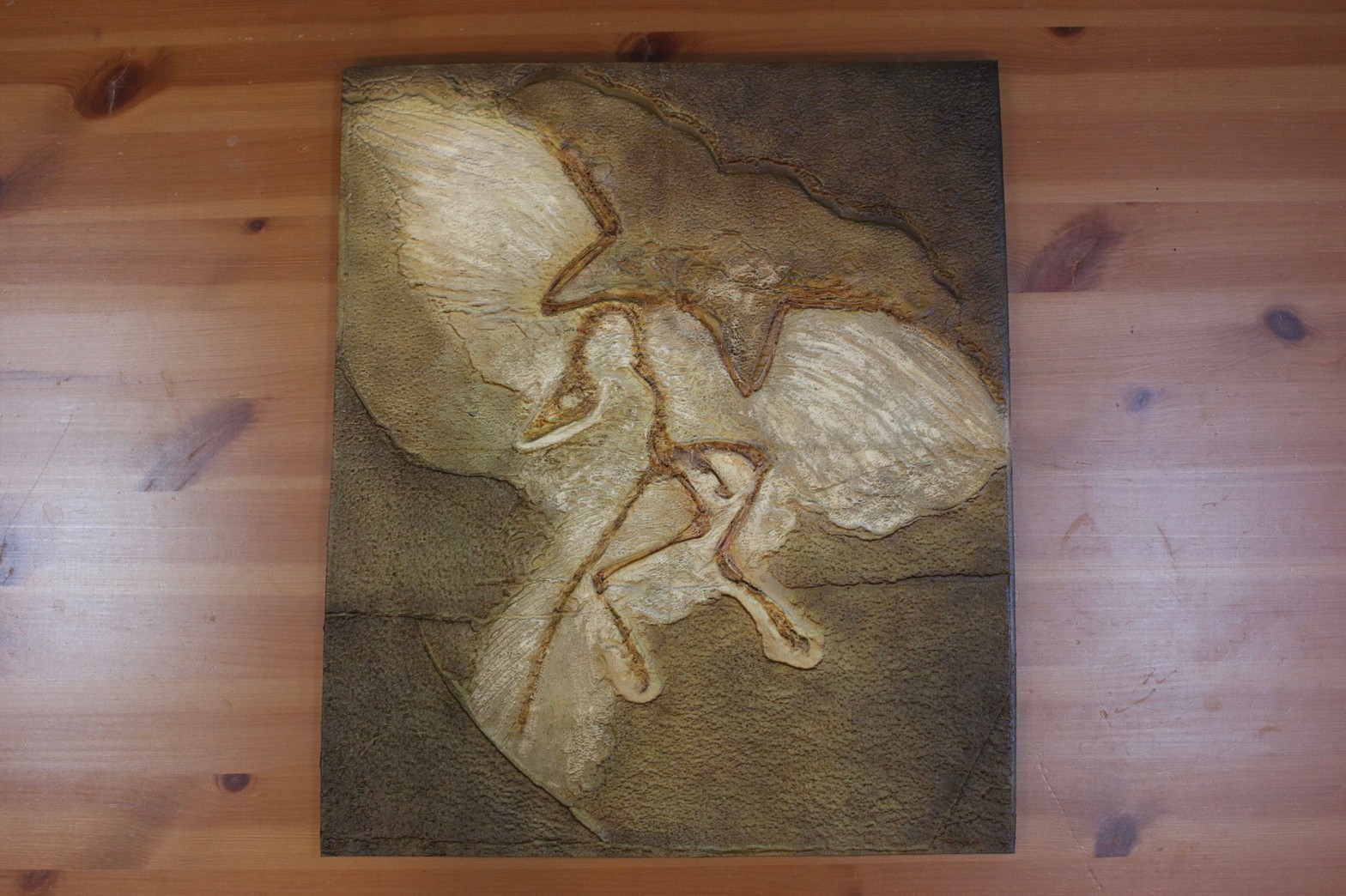 「鳥の卵」 博物画 【フレームサイズ   27×22cm】 Amazon | 偽卵 鳥おもちゃ 6個セット 偽の卵 プラスチック製の卵
