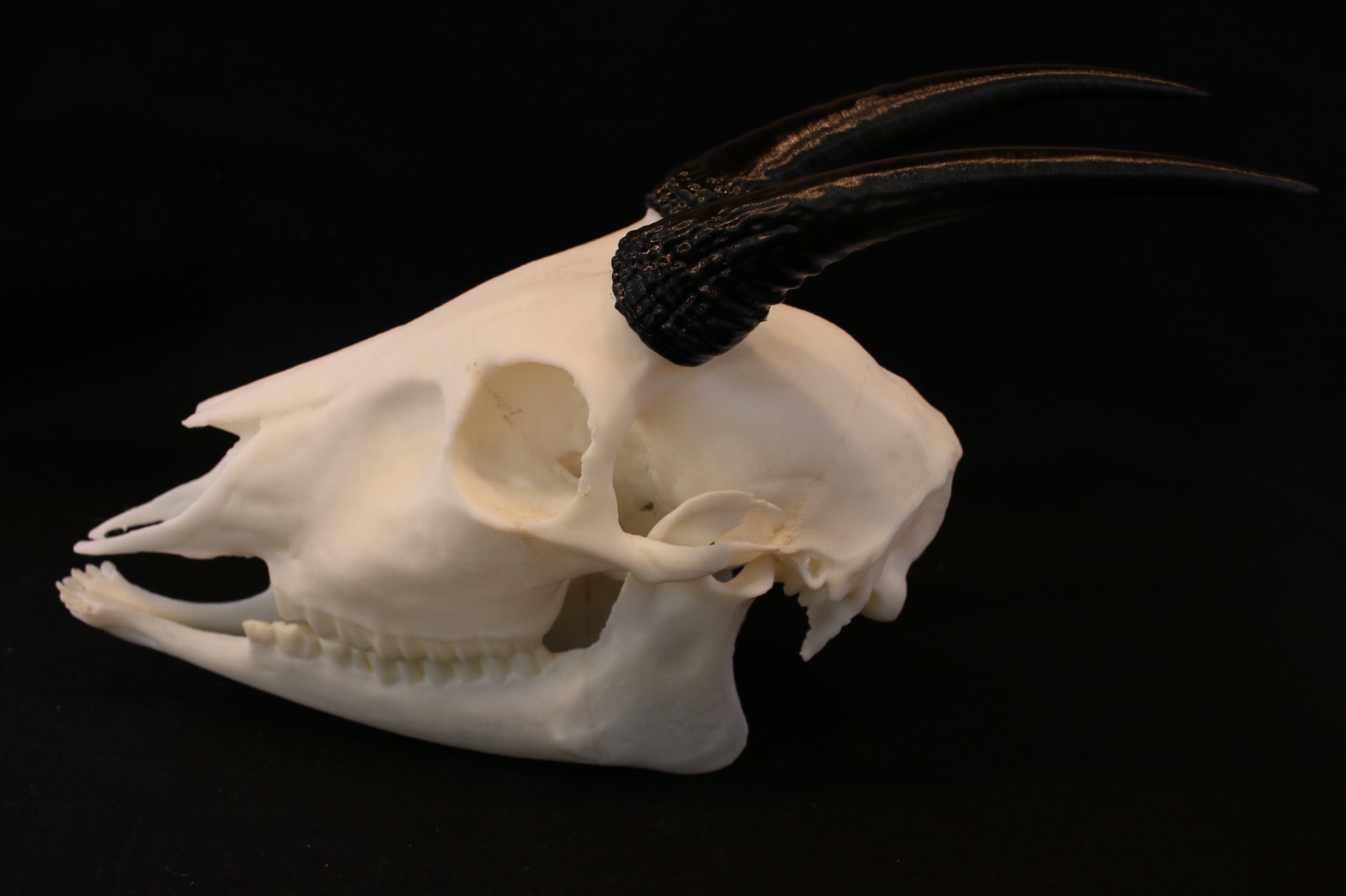 ニホンカモシカ 頭骨 ニホンカモシカ | アンフィ合同会社 ＆ レプリカをつくる博物館