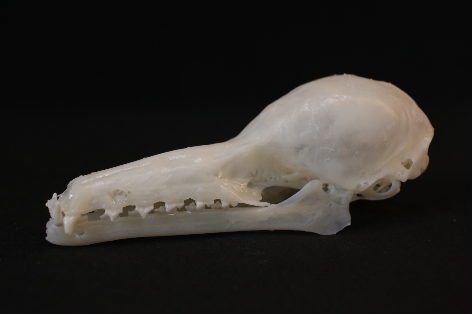 メキシコハナナガヘラコウモリ アンフィ合同会社