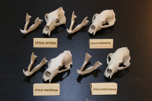 11340円 安心の正規輸入品 熊 クマ ノロジカ 頭骨 頭蓋骨 標本 鹿の角