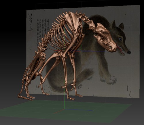 ニホンオオカミ の全身骨格模型を作製しました！ | アンフィ合同会社
