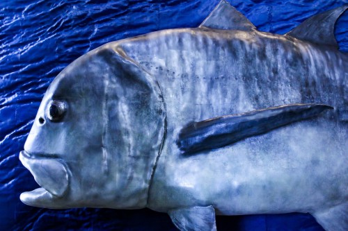 釣り人の憧れ！超巨大 GT の模型を作製しました！！ | アンフィ合同