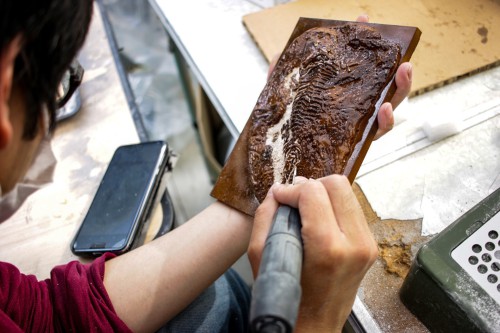 化石クリーニング はじめました | アンフィ合同会社 ＆ レプリカを