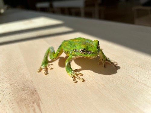 アマガエル様、確認用 LINE_ALBUM_20240601_240604_5.jpg