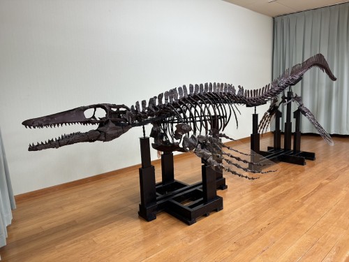 恐竜 などの 実物大 の骨格レプリカ | アンフィ合同会社 ＆ レプリカを